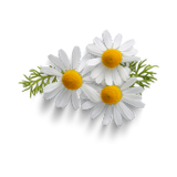 Chamomile popup image