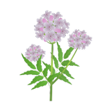 Valerian Root popup image