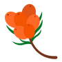 Sea Buckthorn